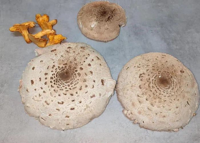 Ottmanach Schlosshof Pischeldorf